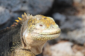 Land Iguana in the Galapagos Islands.