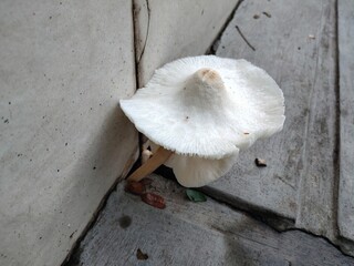 Fresh white mushrooms on the cement floor.