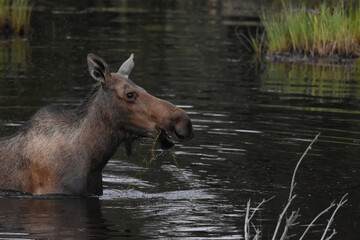 Fototapeta premium A swarm of mosquitoes hover over a happy moose feeding on aquatic plants in a small Alaska pond.