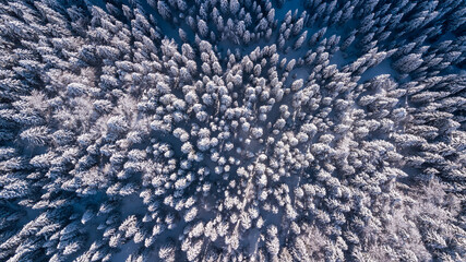 Top down aerial drone view of the snow covered wood after a snowfall. Drone view of the forest in winter. Trees in the snow. Frosty forest. Nature landscape. Italian Alps