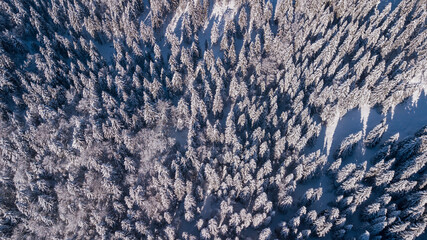 Top down aerial drone view of the snow covered wood after a snowfall. Drone view of the forest in winter. Trees in the snow. Frosty forest. Nature landscape. Italian Alps