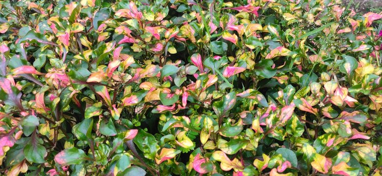 Ornamental Red Purslane (Portulaca Oleraceae). Selectively Focus On The Leaves.