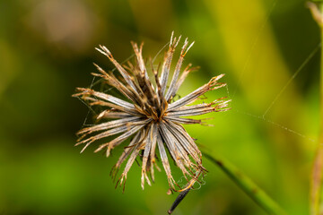 Close up of a dry flower head with blur background.