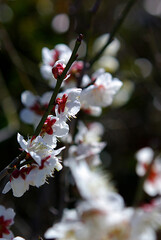 blossom in spring
