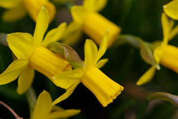 yellow daffodils in spring