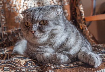 cat Scottish fold