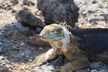 Land Iguana in the Galapagos Islands.