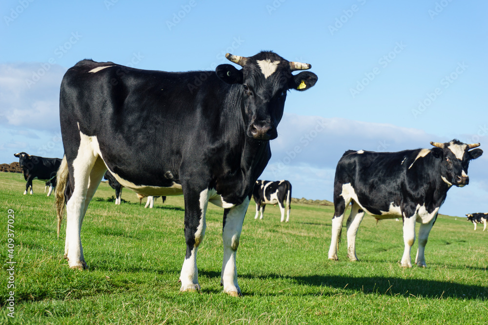 Poster Black and white Friesian cows