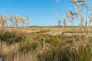 Pampas grass flowers bending in wind with farmland and sheep
