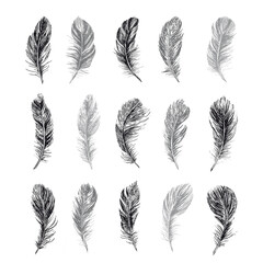 Collection of  bird feathers., Hand drawn style, vector illustrations.	