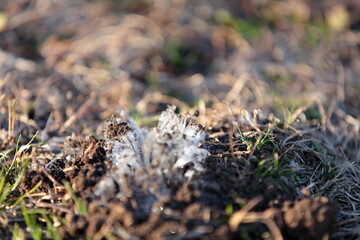 The trees were covered with silver frost