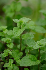green fresh papermint in naturallight.
