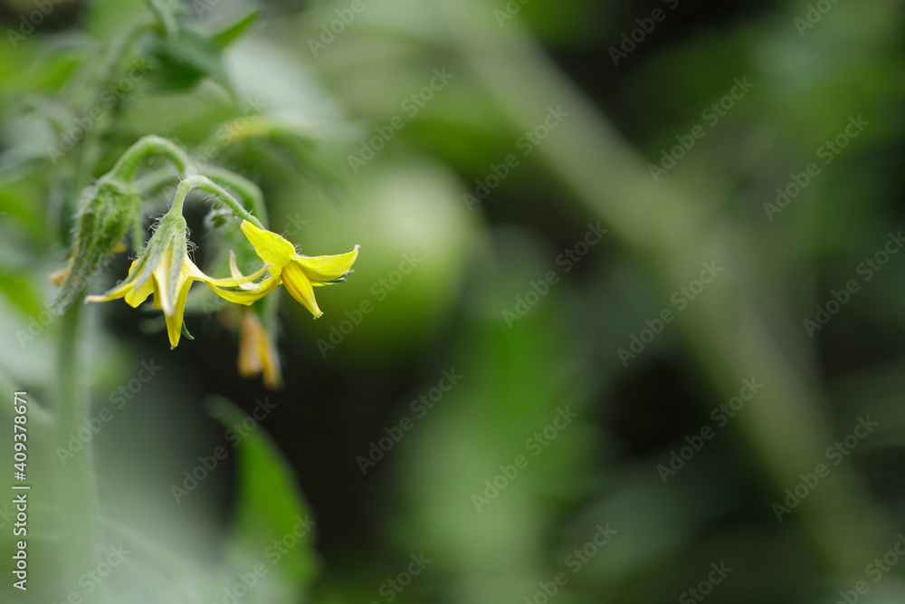 Wall mural closeup photo of yellow tomato flower