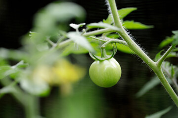 green and unripe tomatoes are hanging on the tree