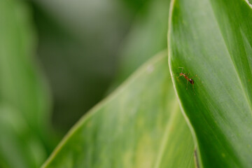 a red ant on a leaf