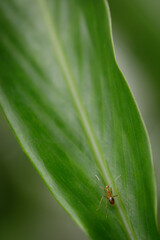 a red ant on a leaf