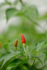Bird's eye chili called cabai burung, cili api and cili padi in Malay. Displayed in a local market. Fresh picked chilies