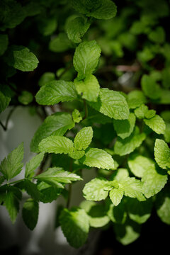 green fresh papermint in natural light.
