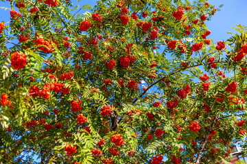 The Rowan tree with clusters of fruit