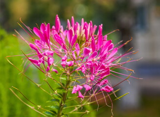 Garden pink cityclean on the flowerbed closeup in summer on green background