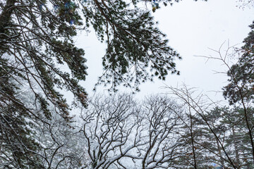 beautiful landscape in winter in the mountains, trees,plants in cold weather and falling snow