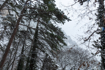 beautiful landscape in winter in the mountains, trees,plants in cold weather and falling snow