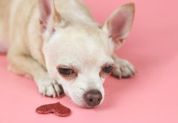 Chihuahua dog's nose with red glitter heart on pink background. Dog lover and valentine's day concept.