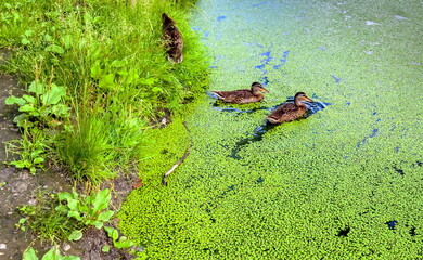 Duck into the overgrown green duckweed pond