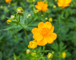 Yellow flowers closeup