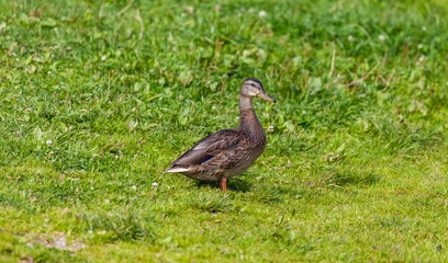 Ducks on the pond in the summer closeup