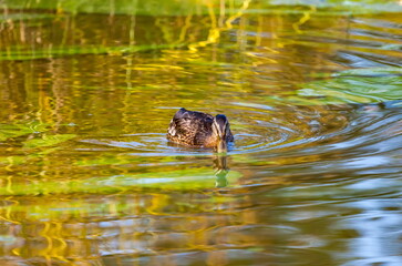 Ducks on the water pond in summer closeup