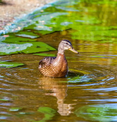 Ducks on the water pond in summer closeup