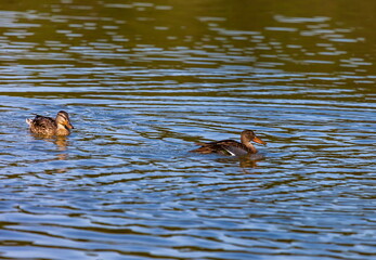 Ducks on the water pond in summer closeup