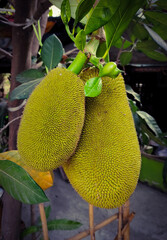 Jackfruit on the branch.