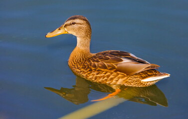 Obraz premium Ducks on the water pond in summer closeup