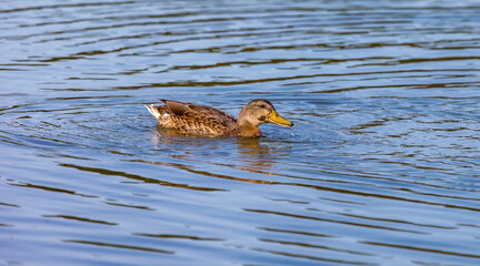 Ducks on the water pond in summer closeup