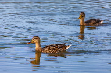 Ducks on the water pond in summer closeup