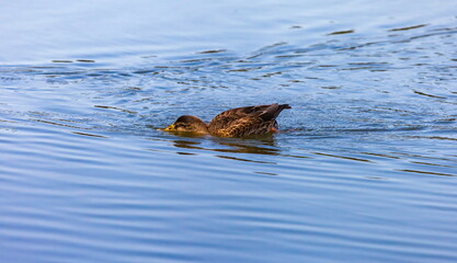 Ducks on the water pond in summer closeup