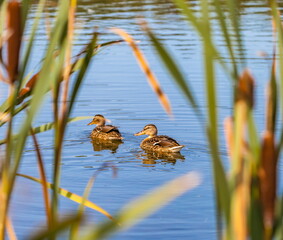 Ducks on the water pond in summer closeup
