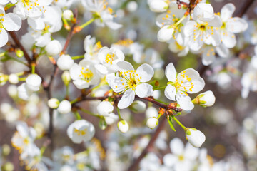 Flowers of the cherry blossoms on a spring