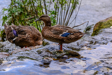 duck in the water