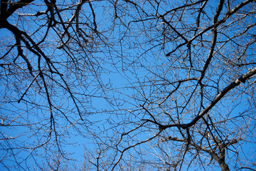桜の林・上空・背景・冬