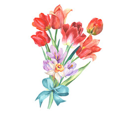 Obraz na płótnie Canvas bouquet of tulips with crocuses.watercolor flowers