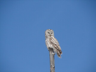Wild owl sits in a tree against a blue sky