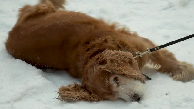 red dog rolls in the snow. english cocker spaniel cleans the coat