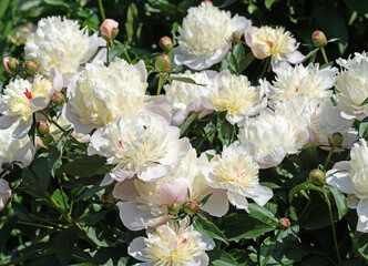 Blühende weiße Pfingstrosen, Paeonia, im Garten