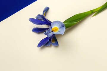 Blue lilies flower background with copy space