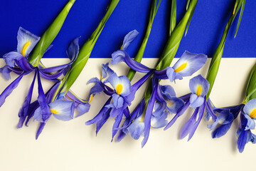 Blue lilies flower background with copy space
