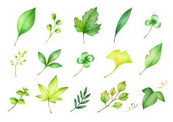 色々な緑の葉っぱのセット　手描き色鉛筆画
