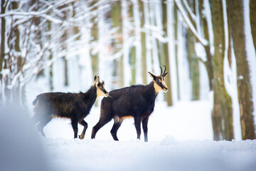 Fototapeta na wymiar Mountain rare chamois in the snowy forest of the Luzickych Mountains